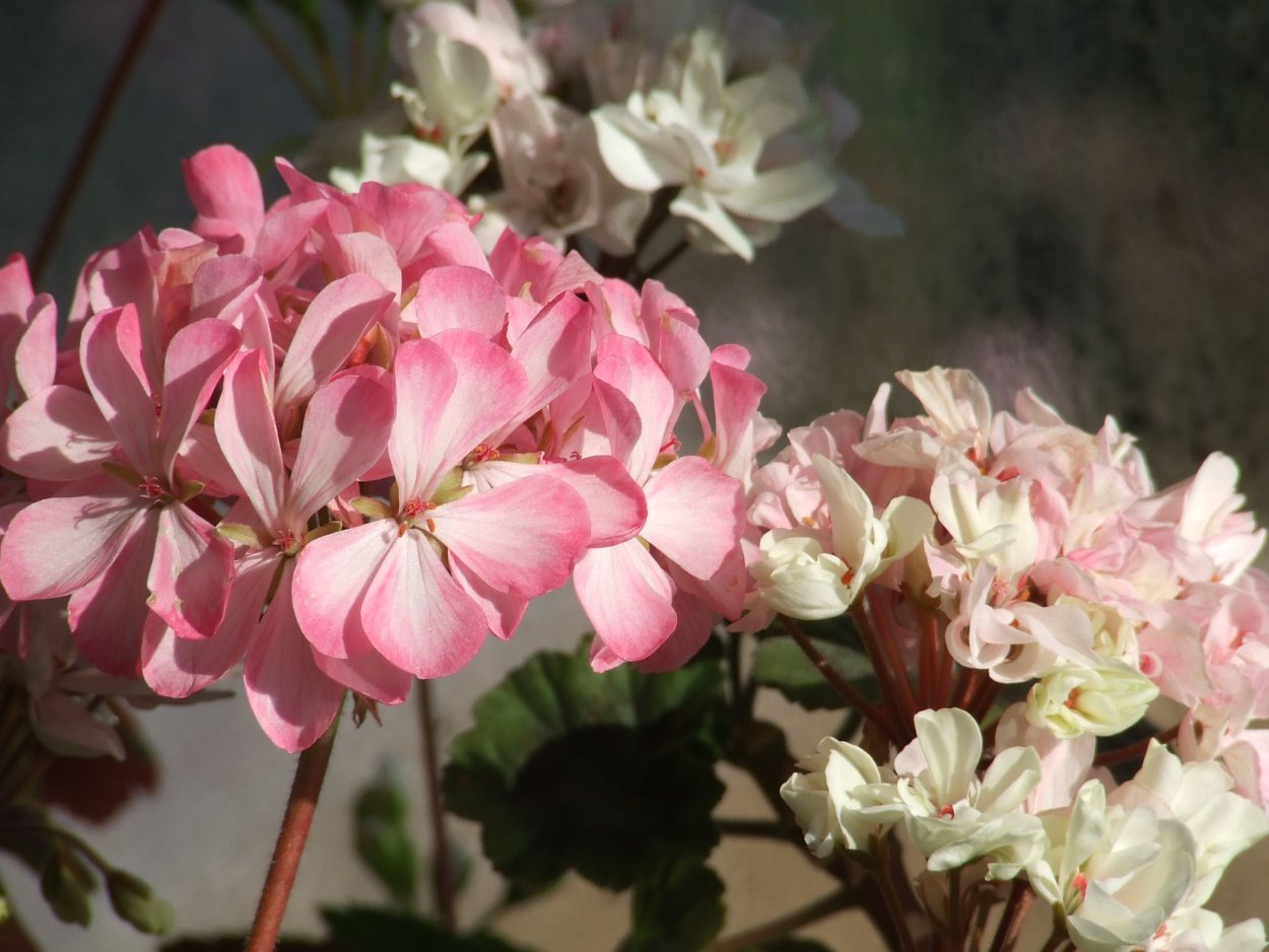 Пикоти Пинк пеларгония