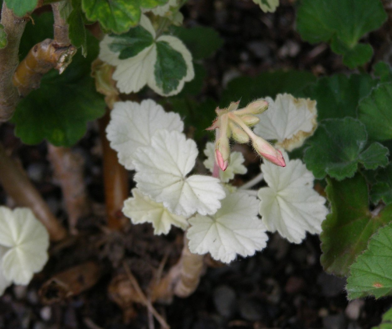 Пеларгония Вайт Пинк