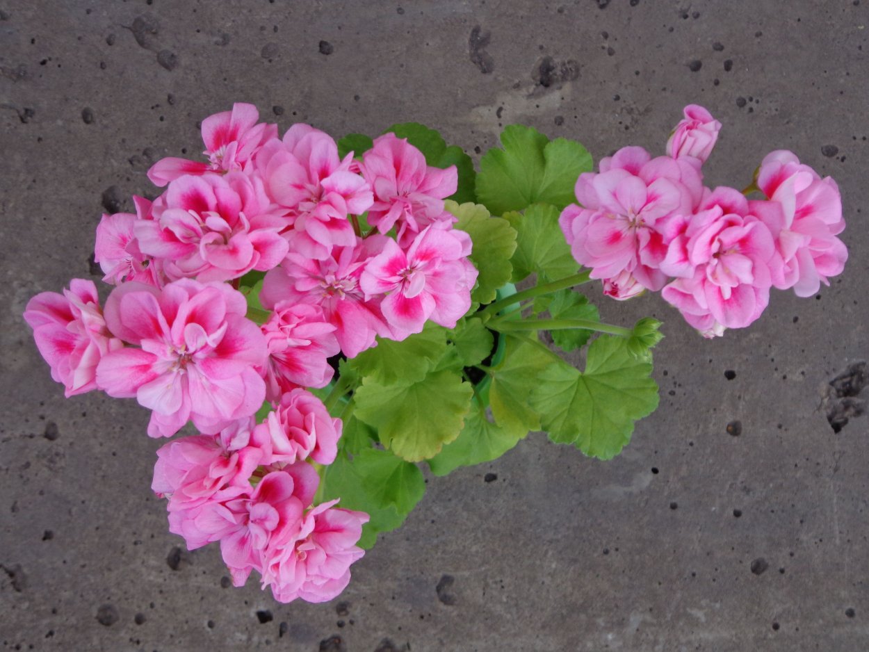 Лорен Александра пеларгония