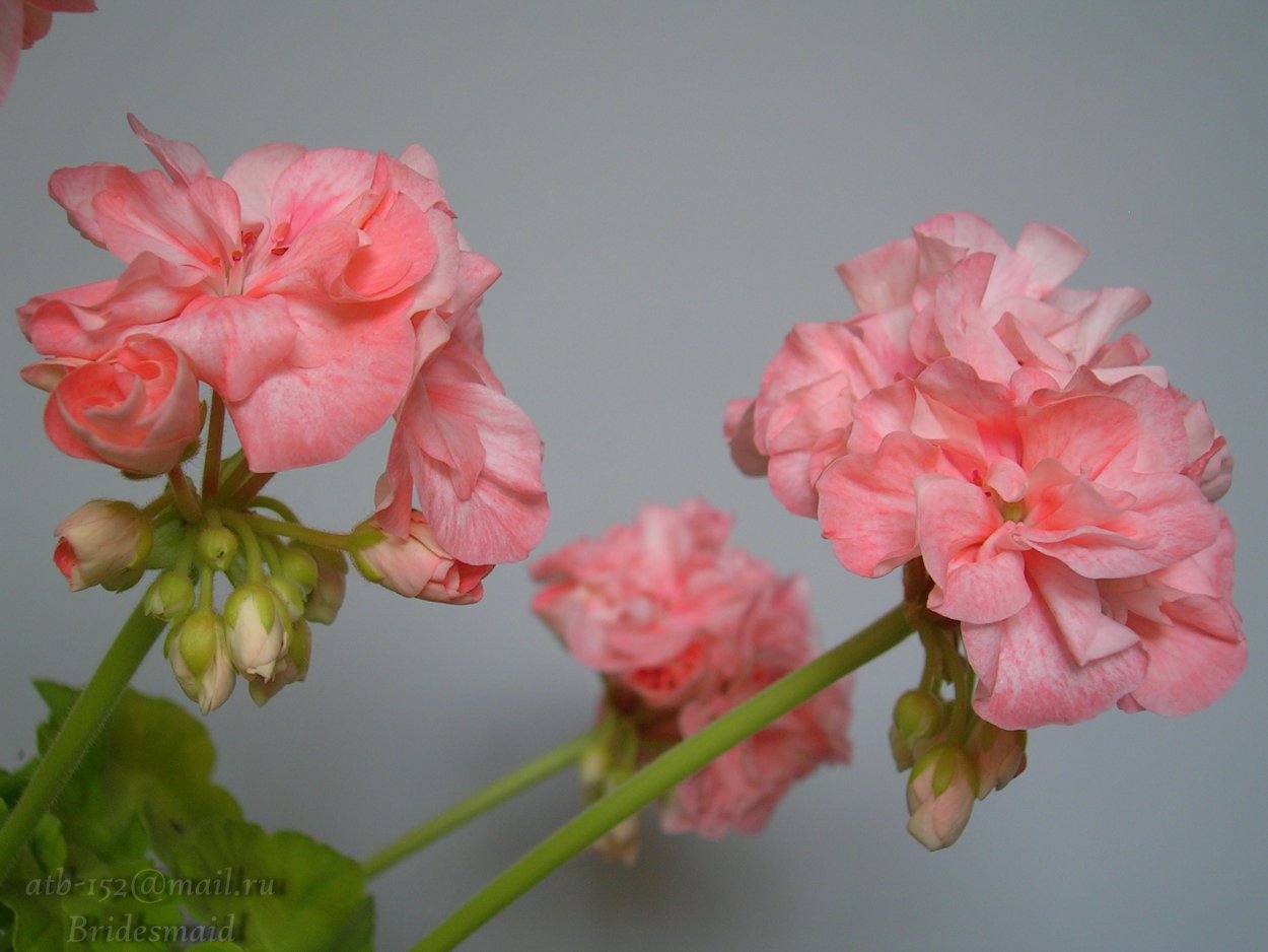 Пеларгония ву белые росы