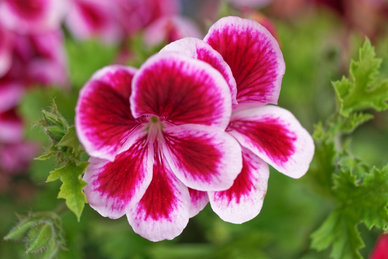 Herma пеларгония