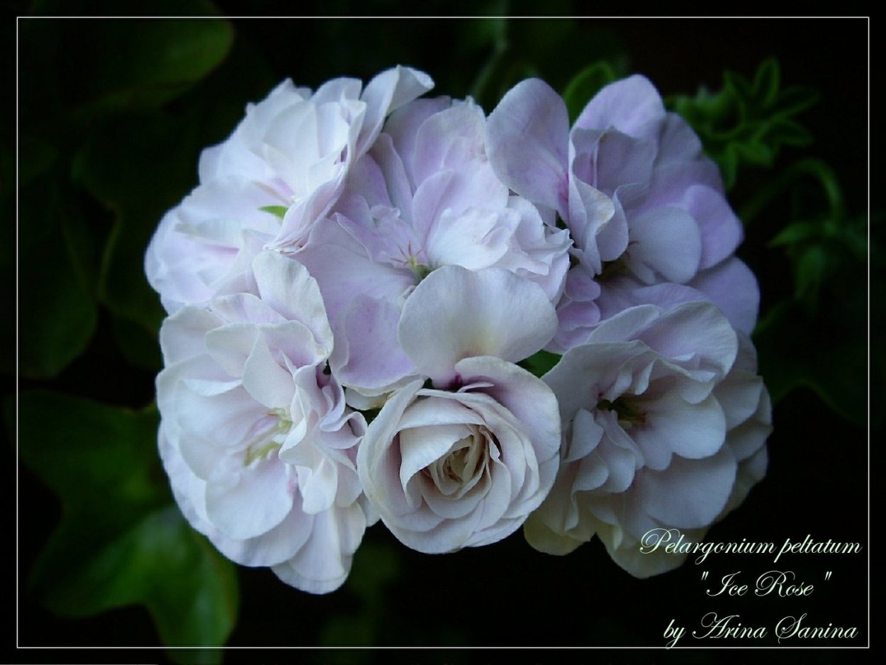 Пеларгония Ice Rose