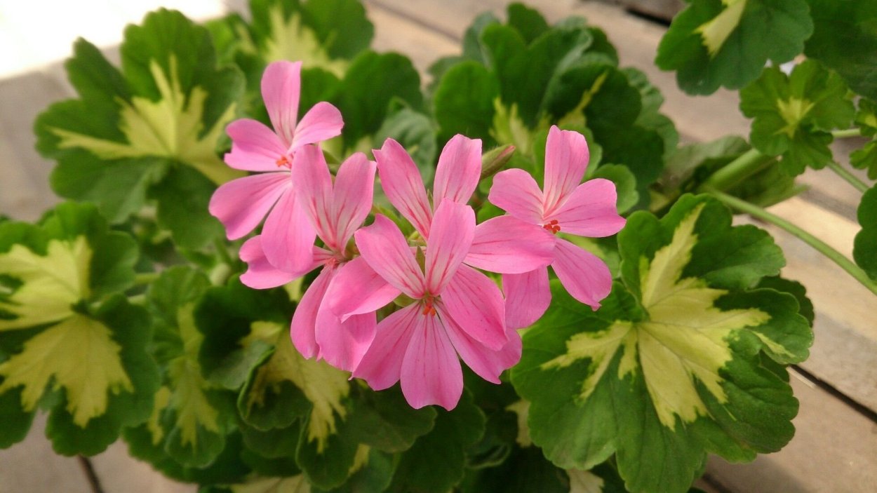 Пеларгония зональная happythought Pink