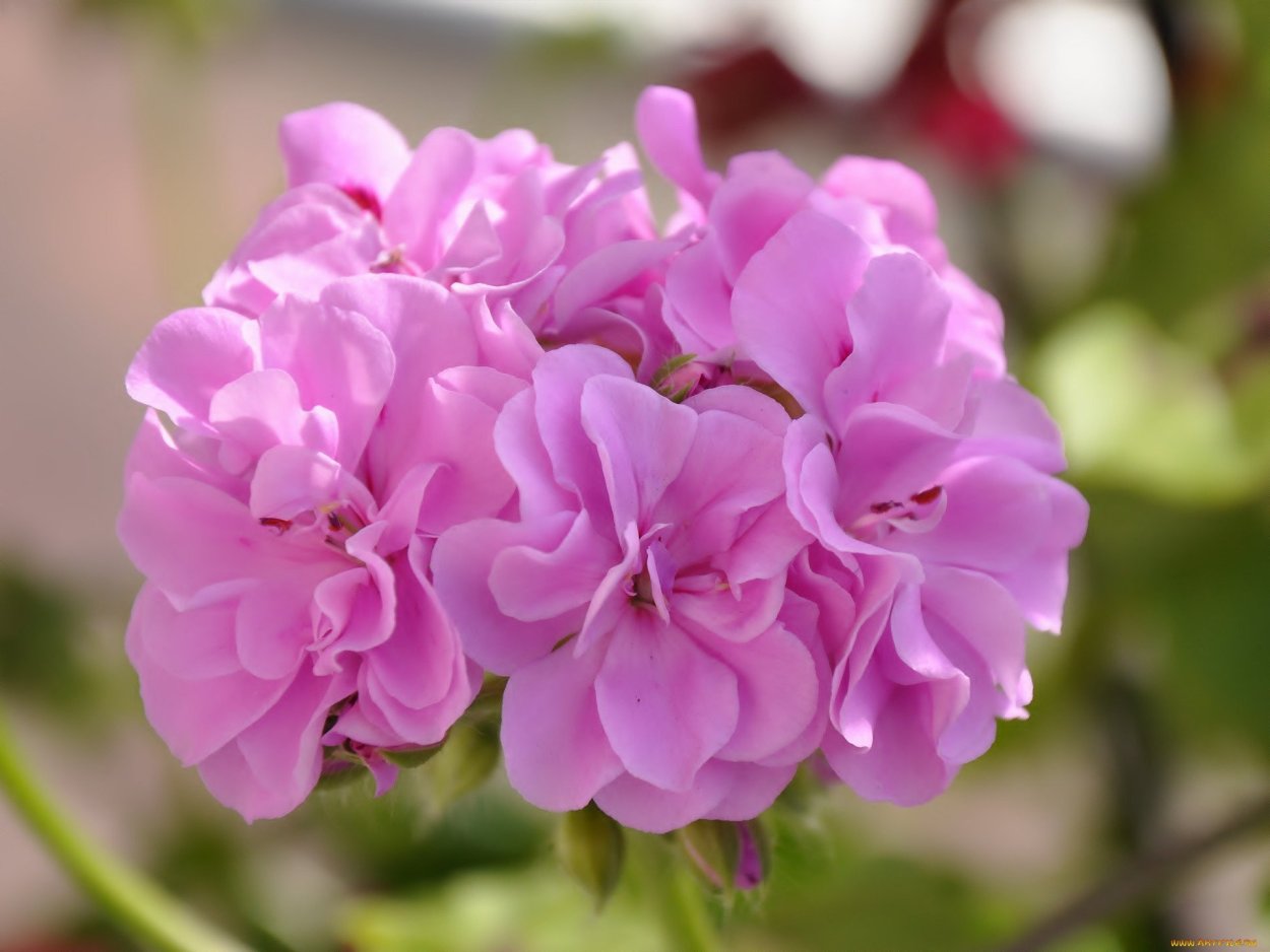 Пеларгония Catalina