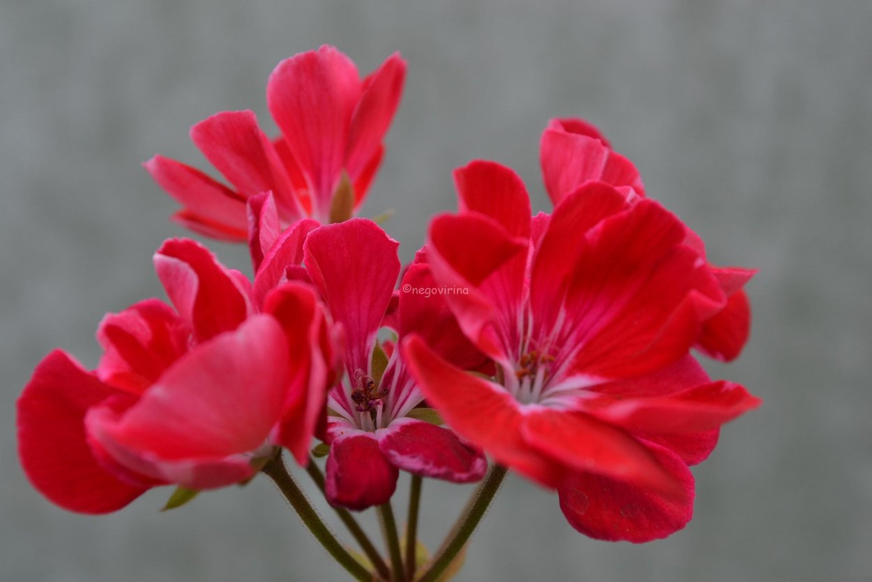 Пеларгония Тоскана Хиро