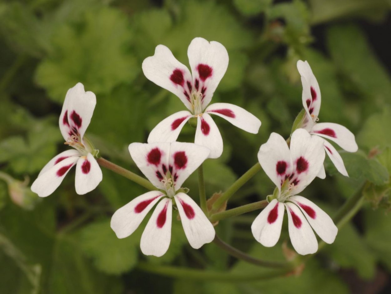Pelargonium barklyi