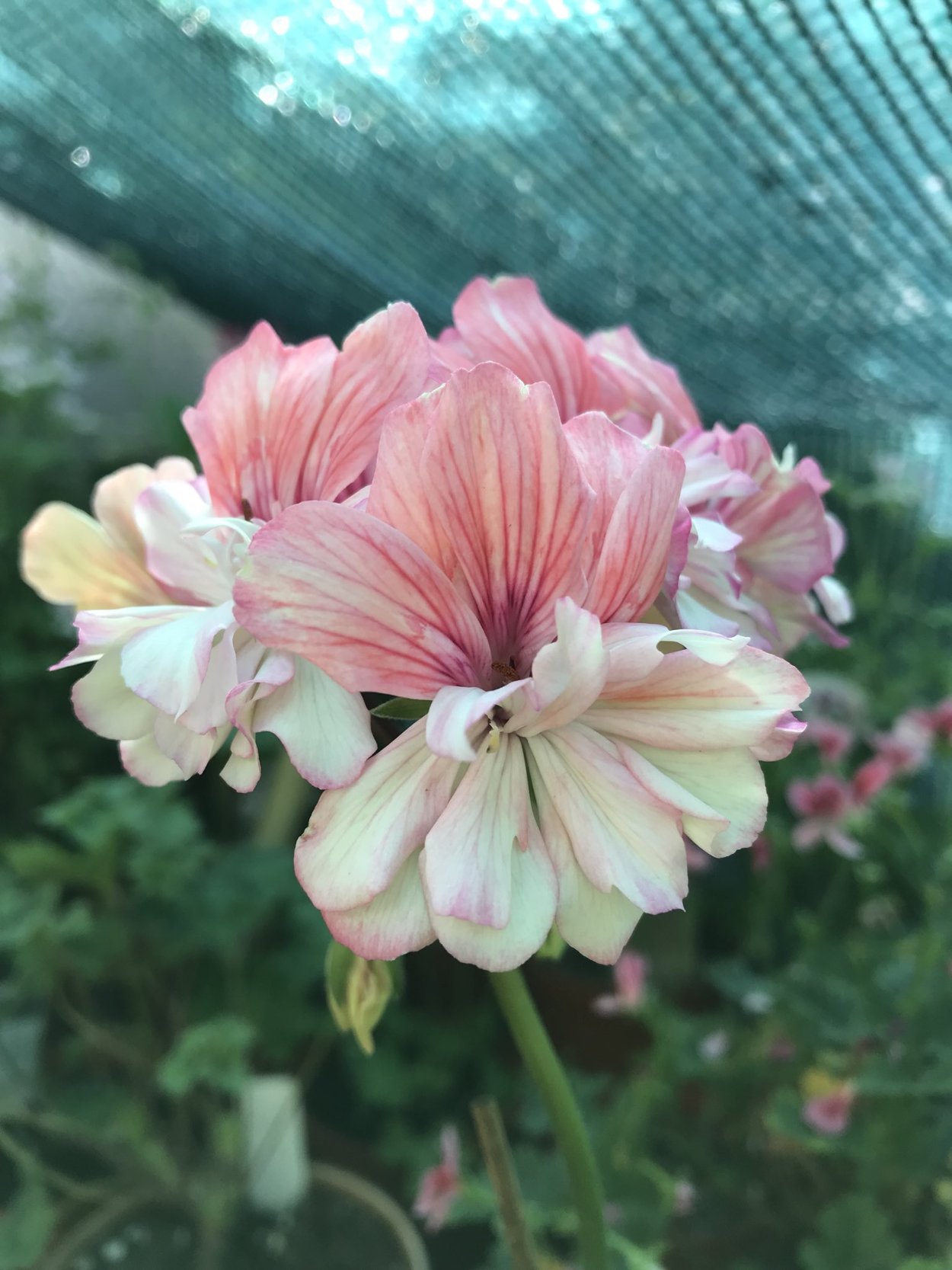 Ekeby Madeleine пеларгония