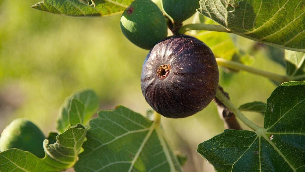 Фиговое дерево плоды