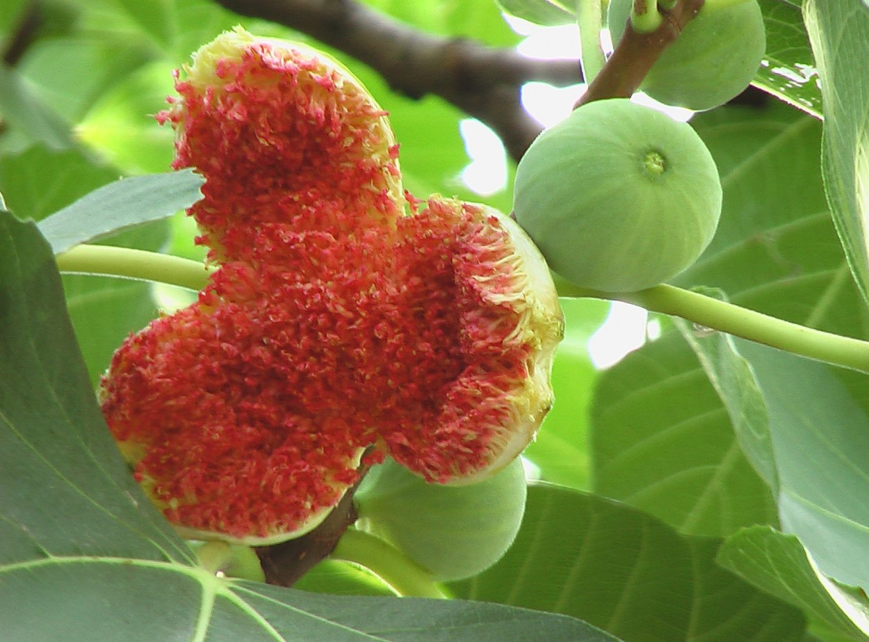 Цветы смоковницы инжира