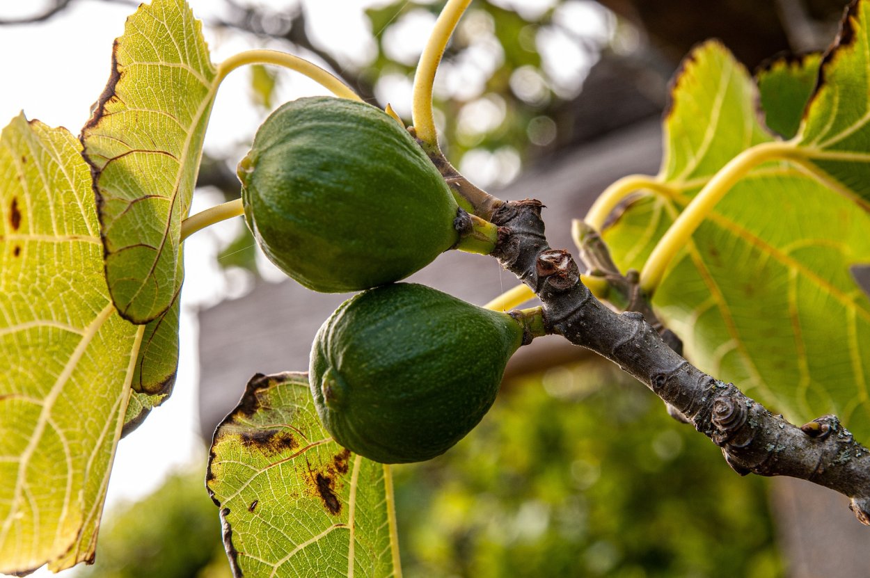 Молодой инжир