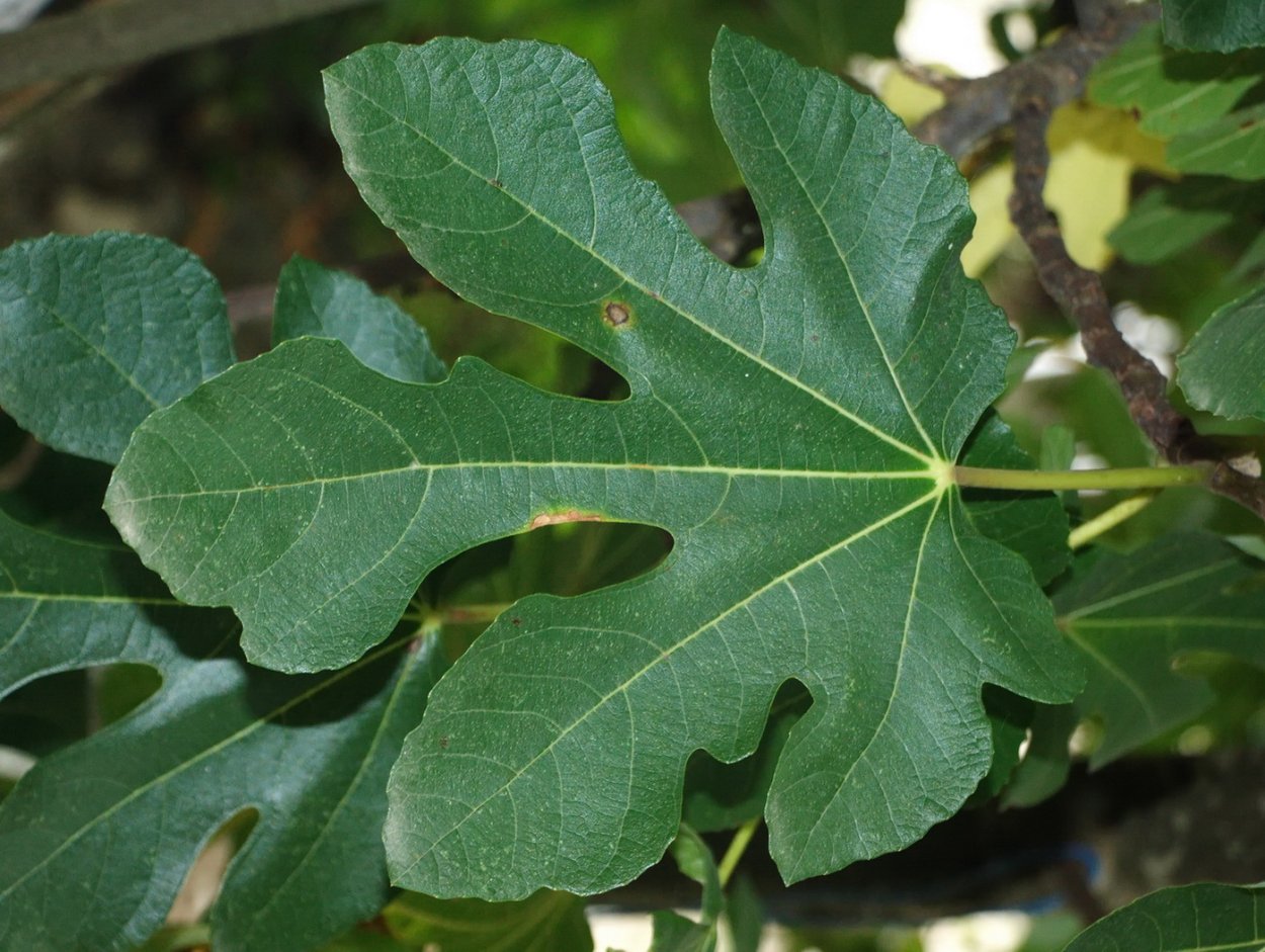 Ficus carica листья