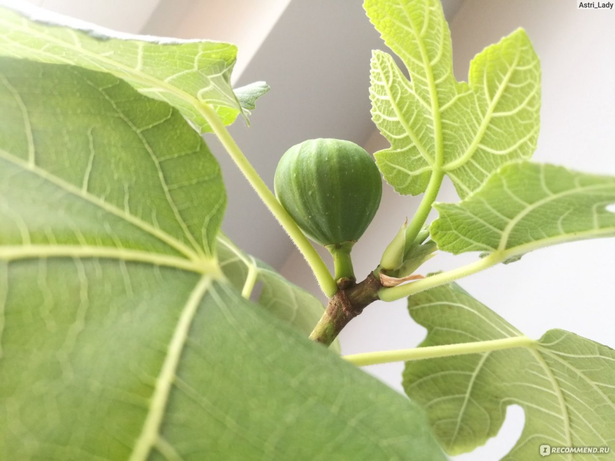 Фикус Карика цветение