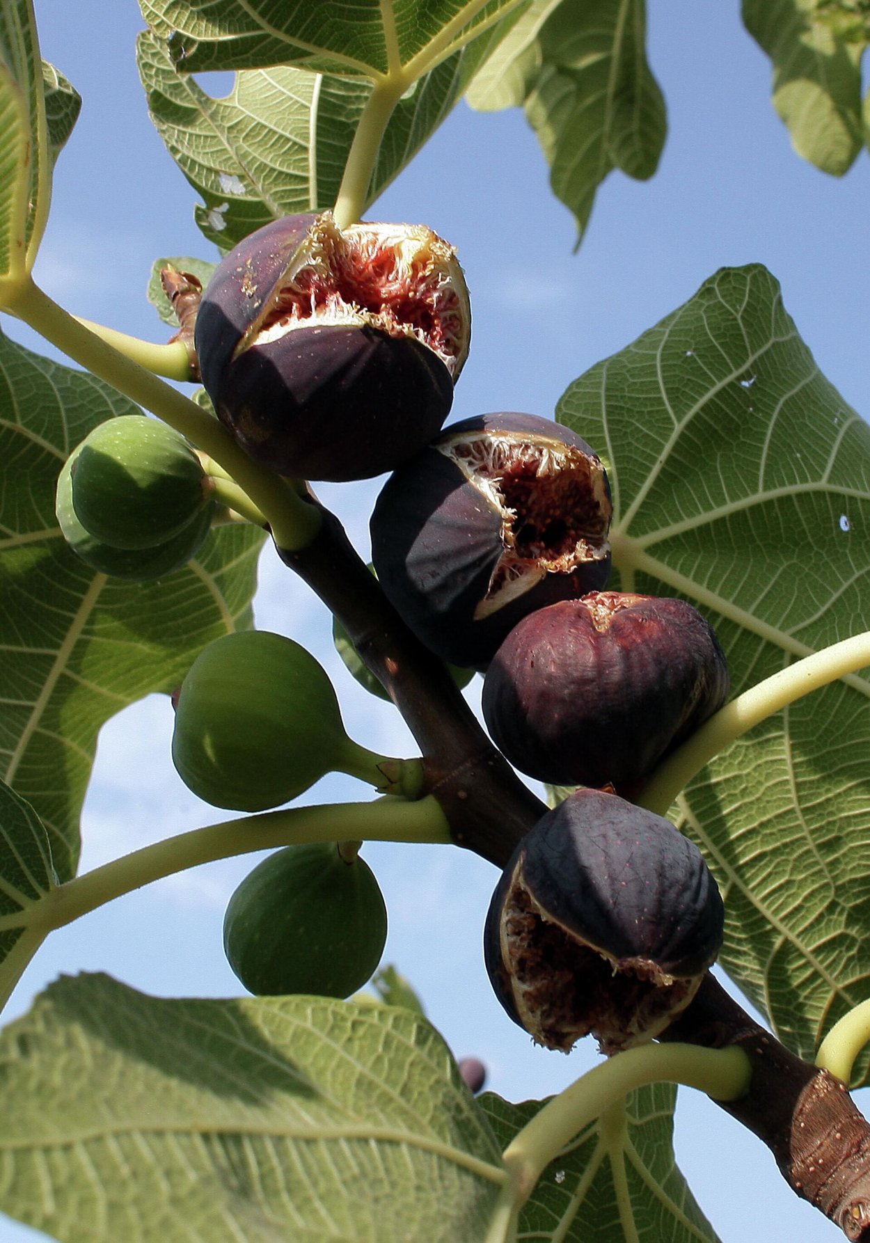 Инжир смоковница