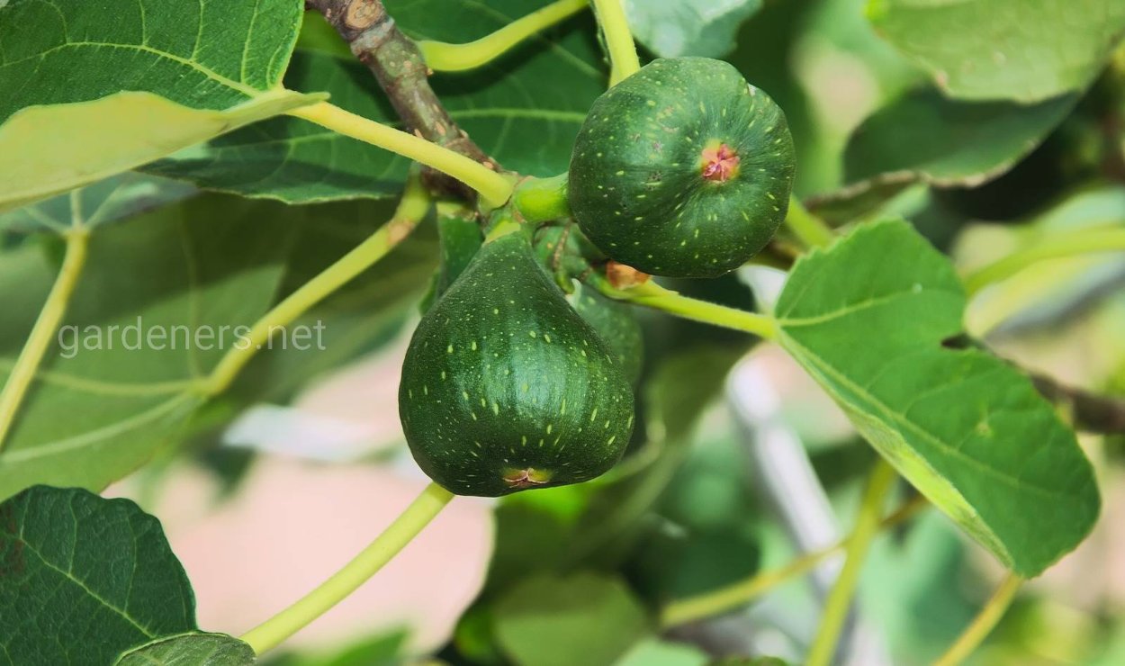 Инжир дерево