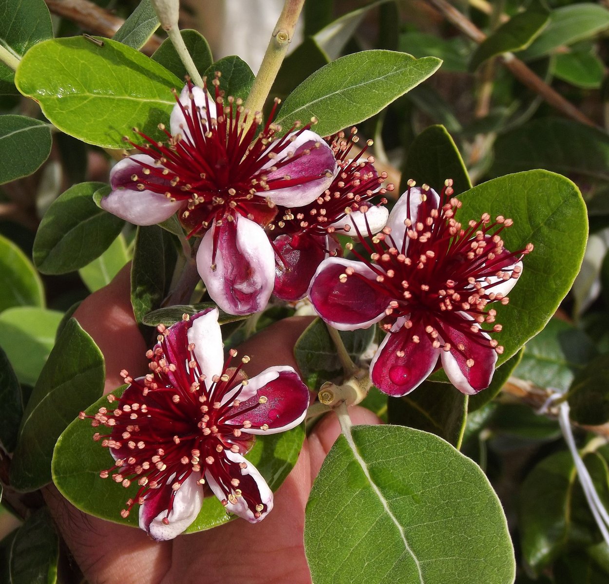 Цветок фейхоа