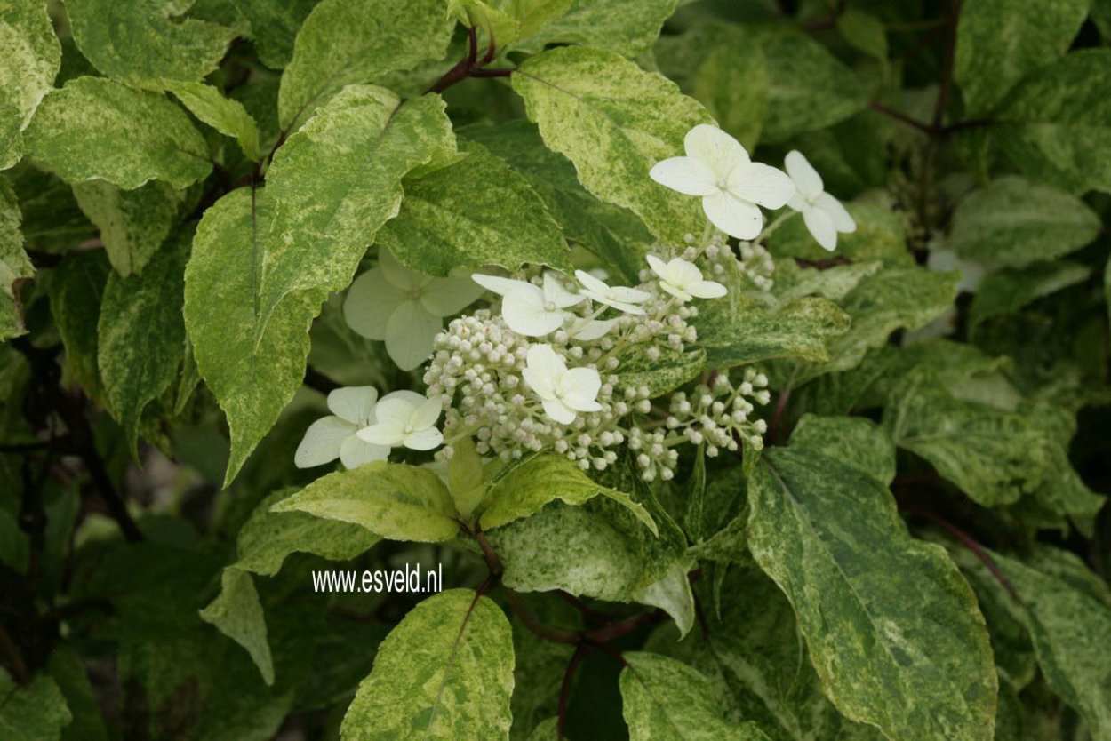 Гортензия метельчатая Шигоку