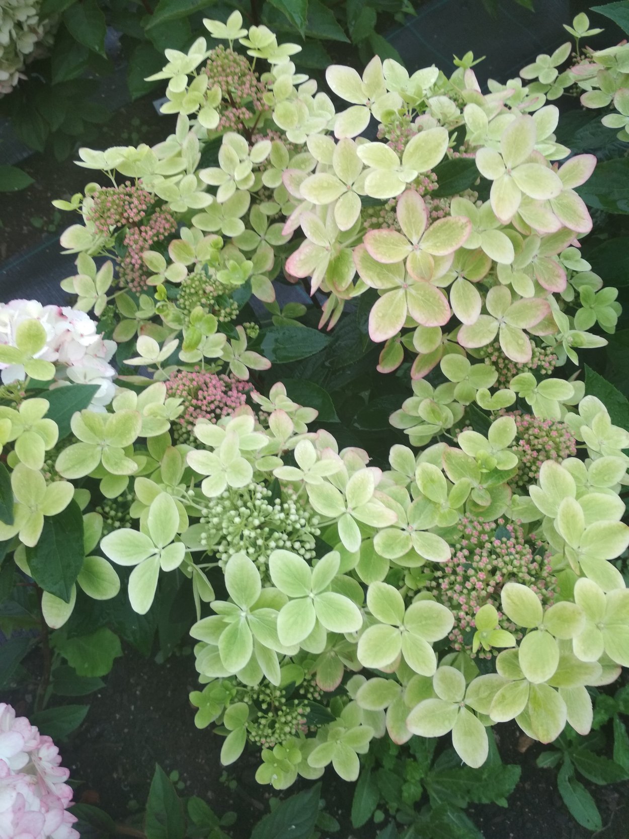 Гортензия метельчатая pastelgreen