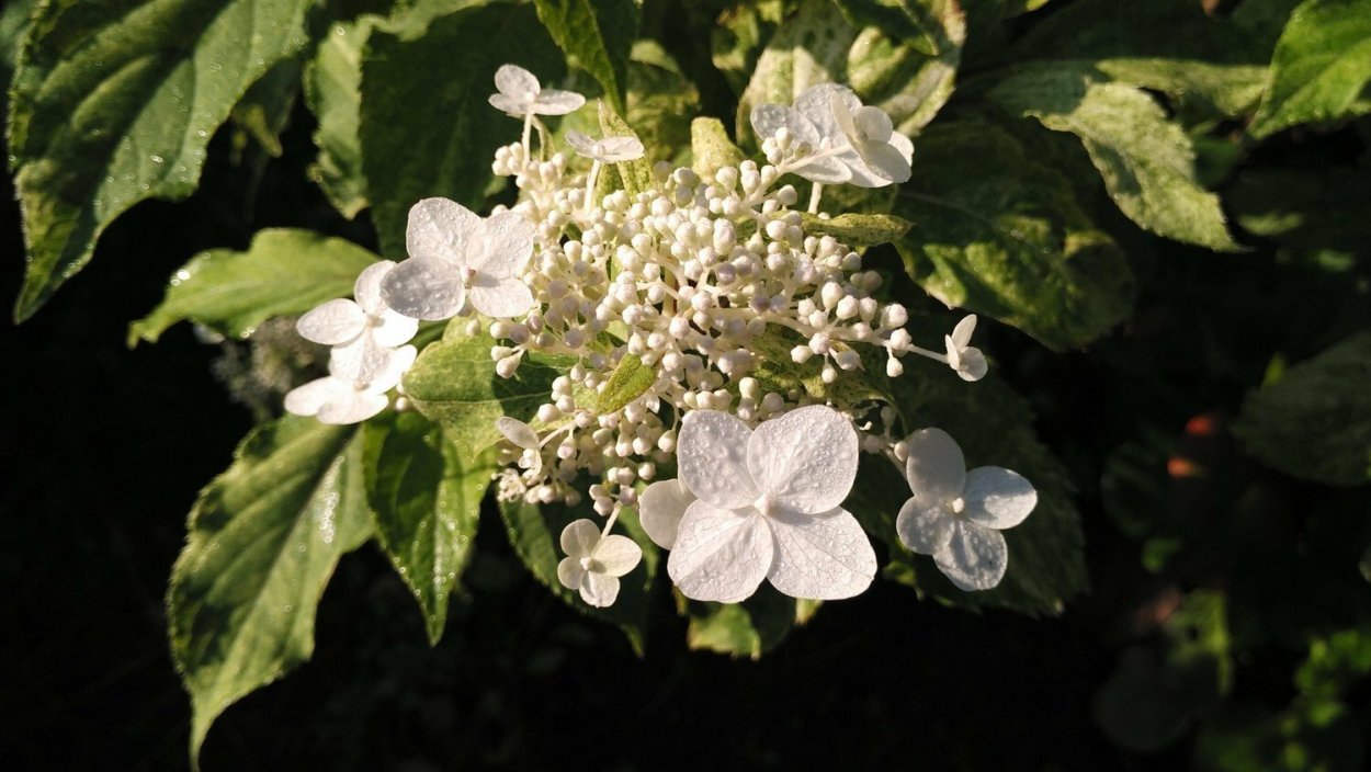 Гортензия метельчатая Шигоку