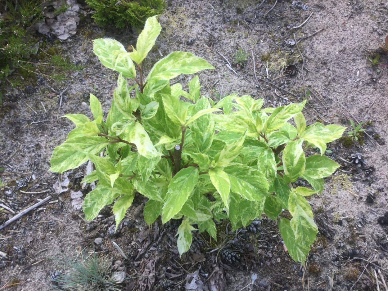 Гортензия Шикоку флеш