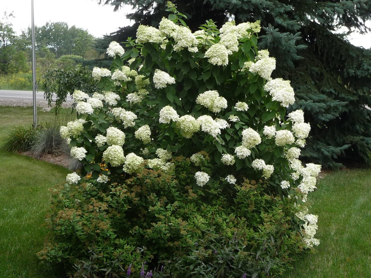 Лаймлайт гортензия метельчатая в ландшафтном