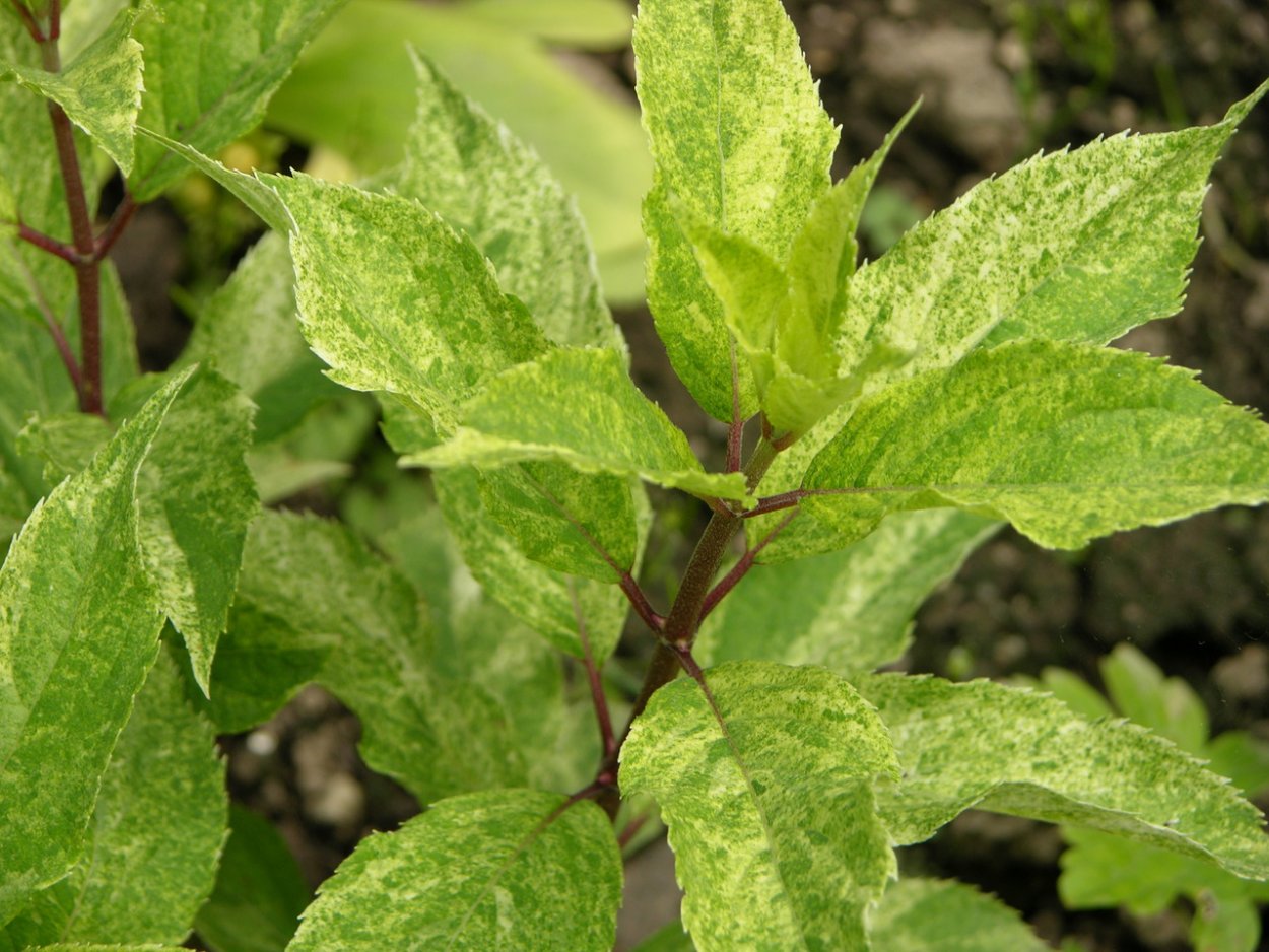 Гортензия метельчатая Шикоку