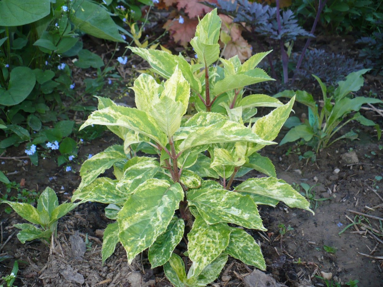 Гортензия метельчатая Шигоку