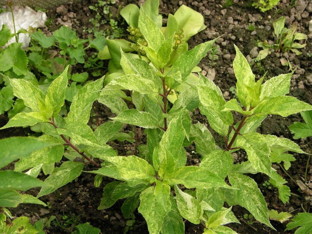 Гортензия метельчатая Shikoku