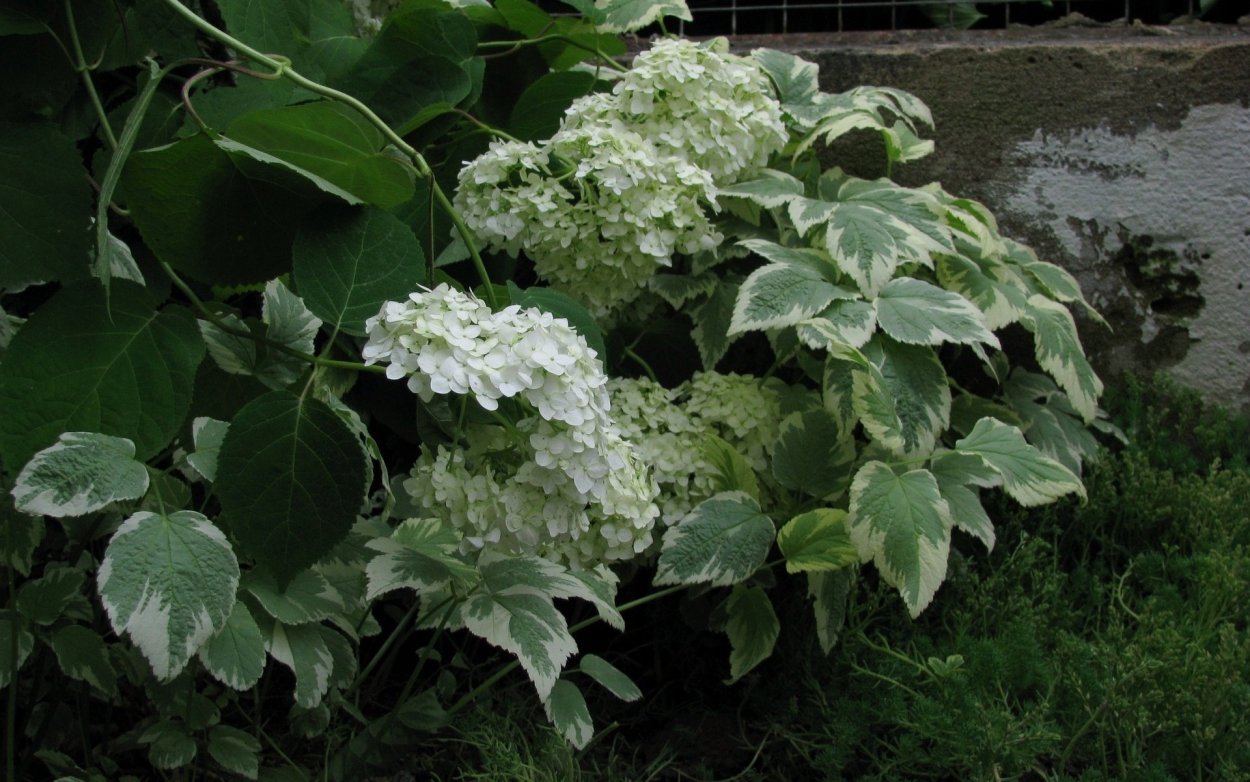 Гортензия черешковая Сильвер ЛИНИНГ