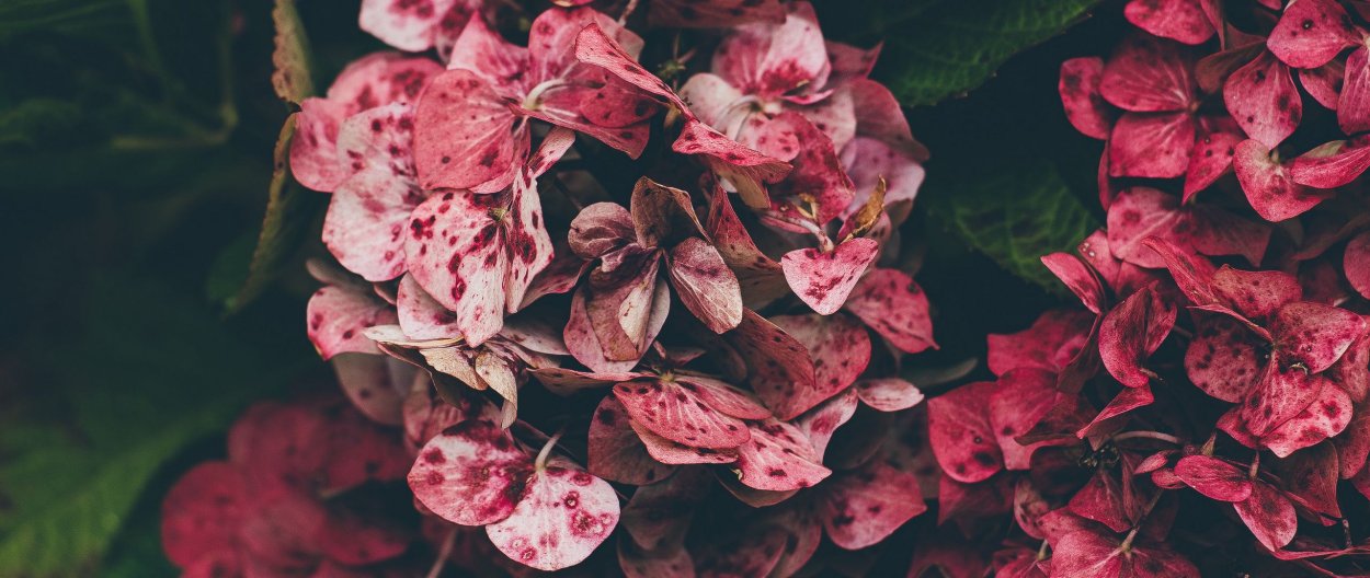 Фон для браузера