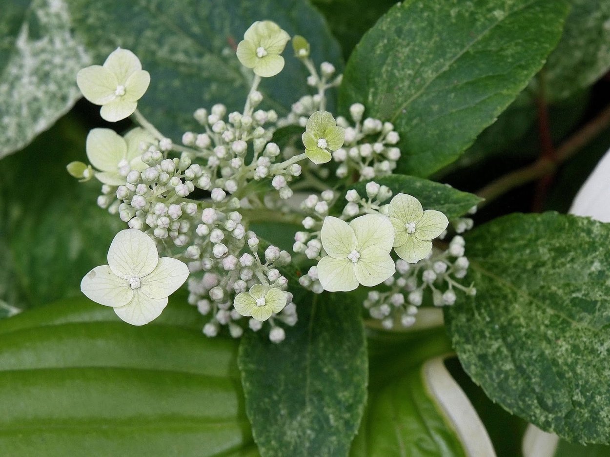 Гортензия Шикоку флеш