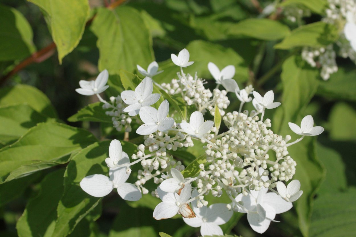 Гортензия метельчатая praecox прекокс