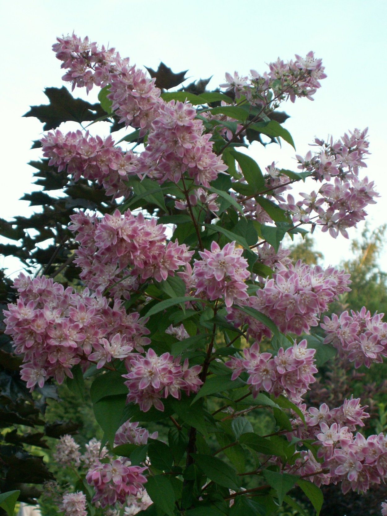 Дейция изящная Перл Роуз