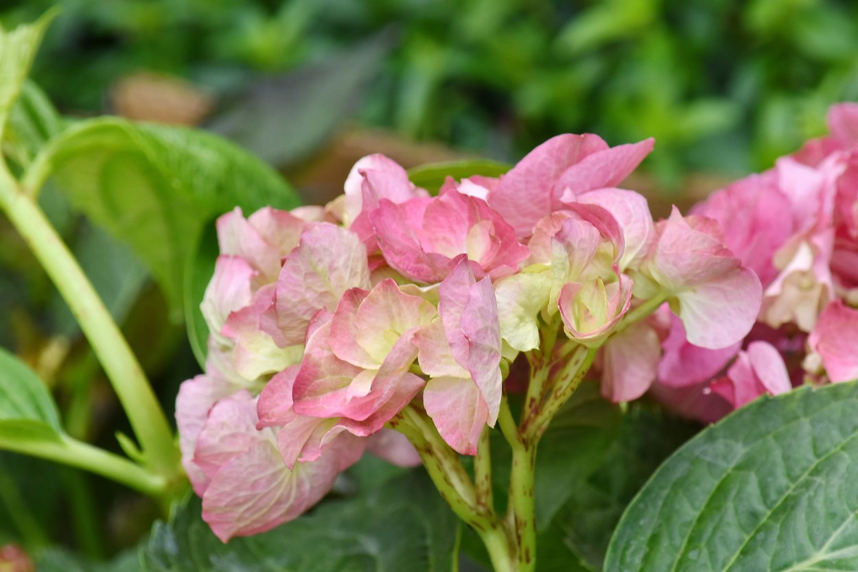 Кустарник с бледно розовыми цветами