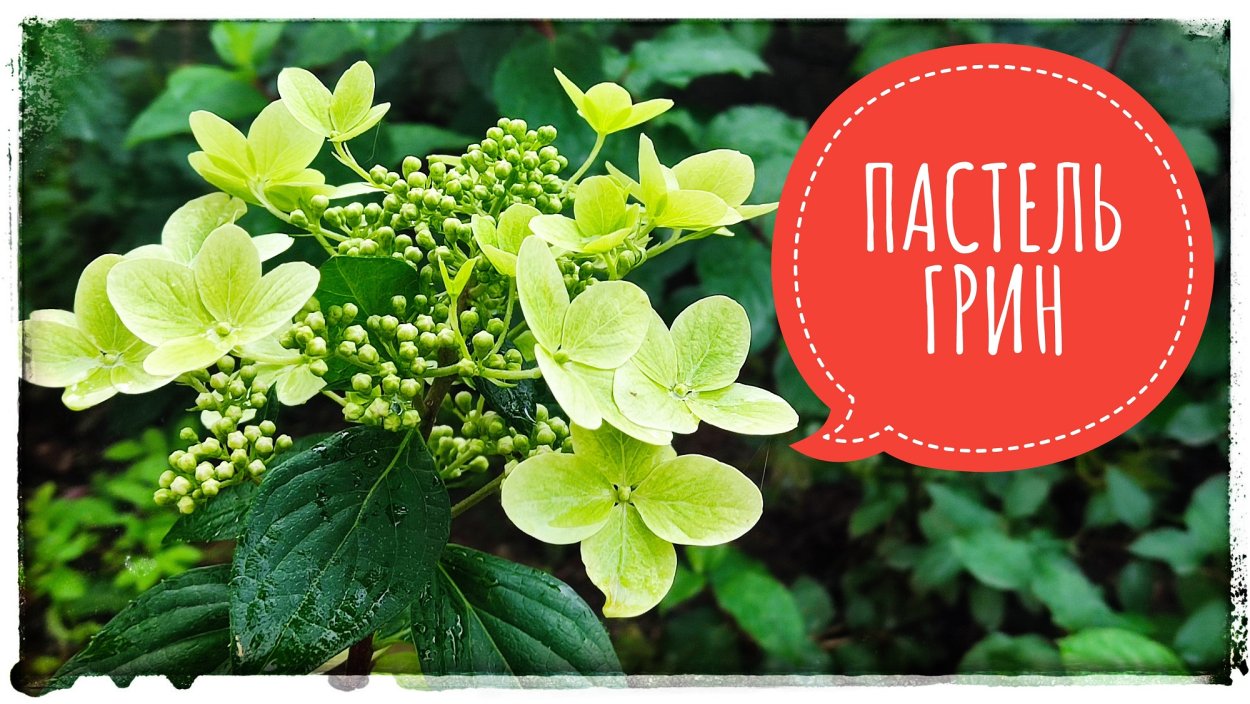 Hydrangea paniculata Pixio