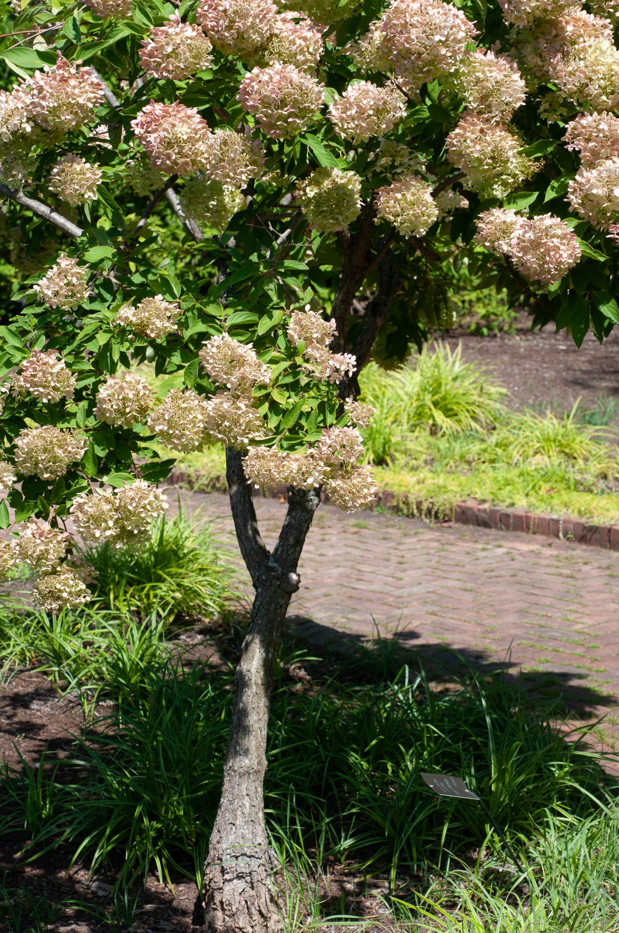 Фантом грандифлора гортензия