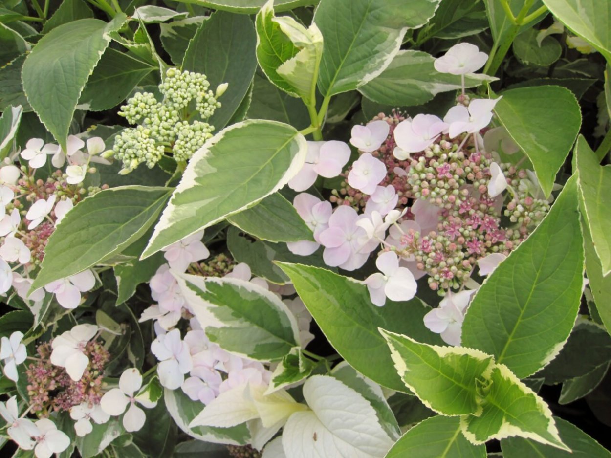 Гортензия крупнолистовая Вариегата