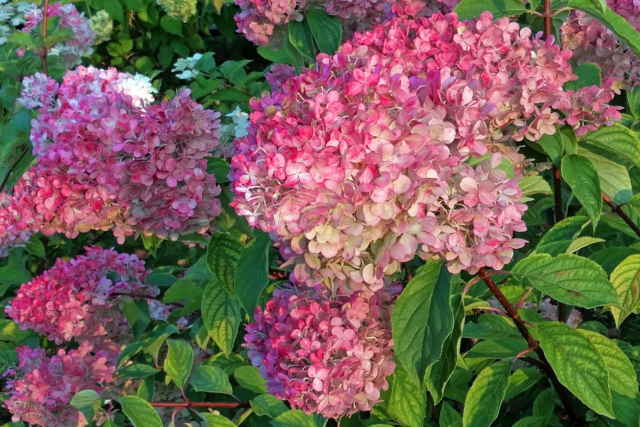 Гортензия метельчатая Diamantino