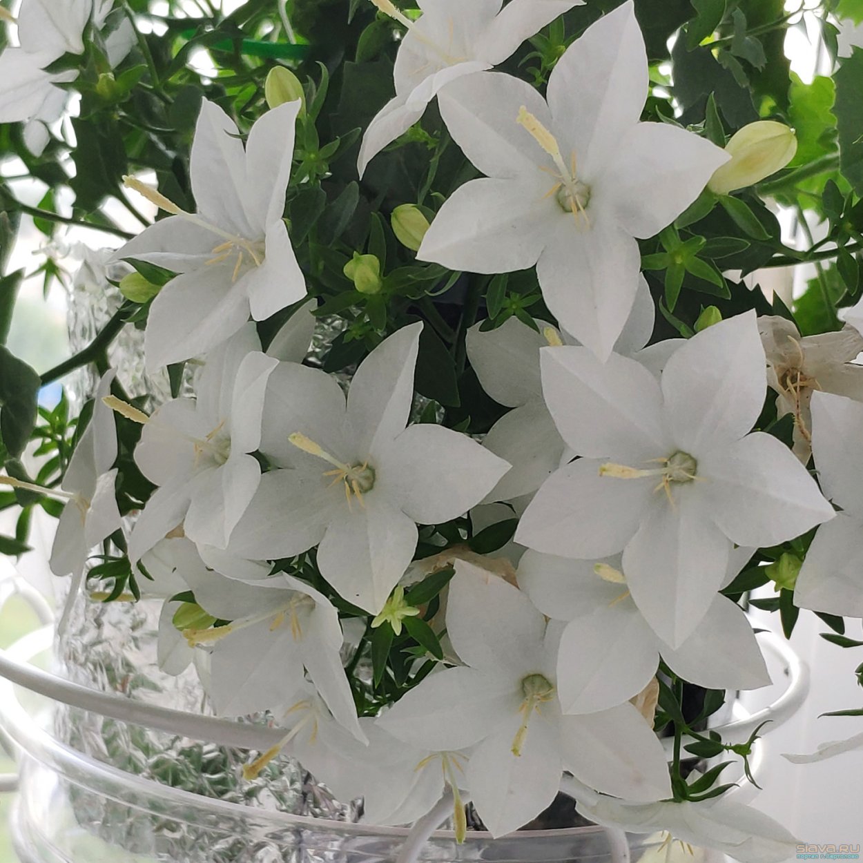 Альба Кампанула невеста ампельная