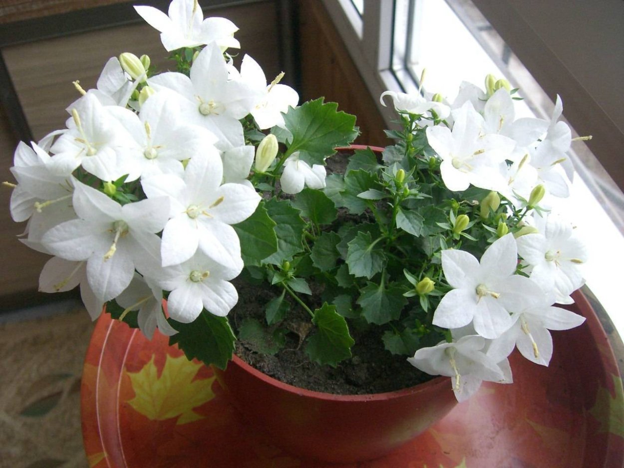 Кампанула белая