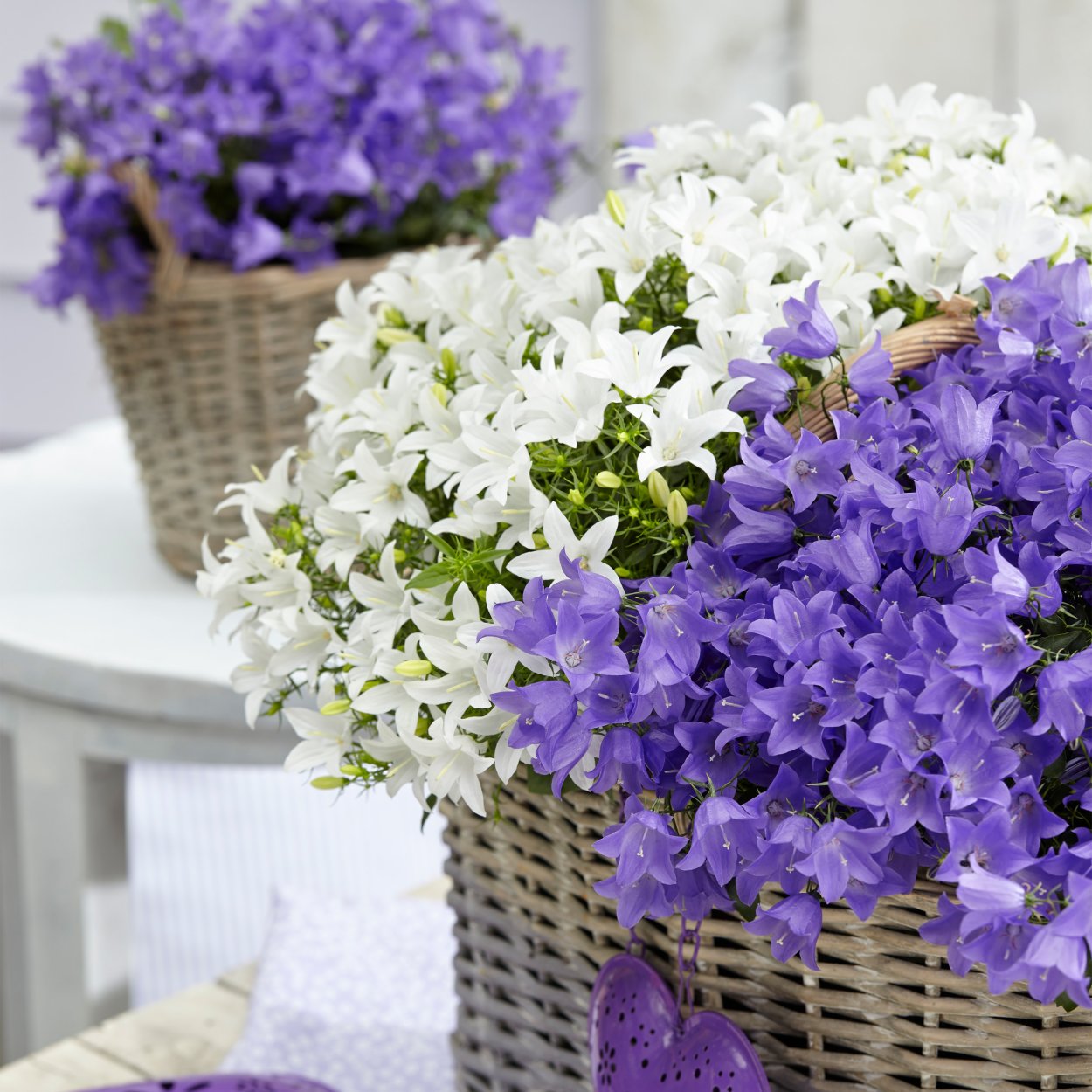 Кампанула спринг Белл Блю