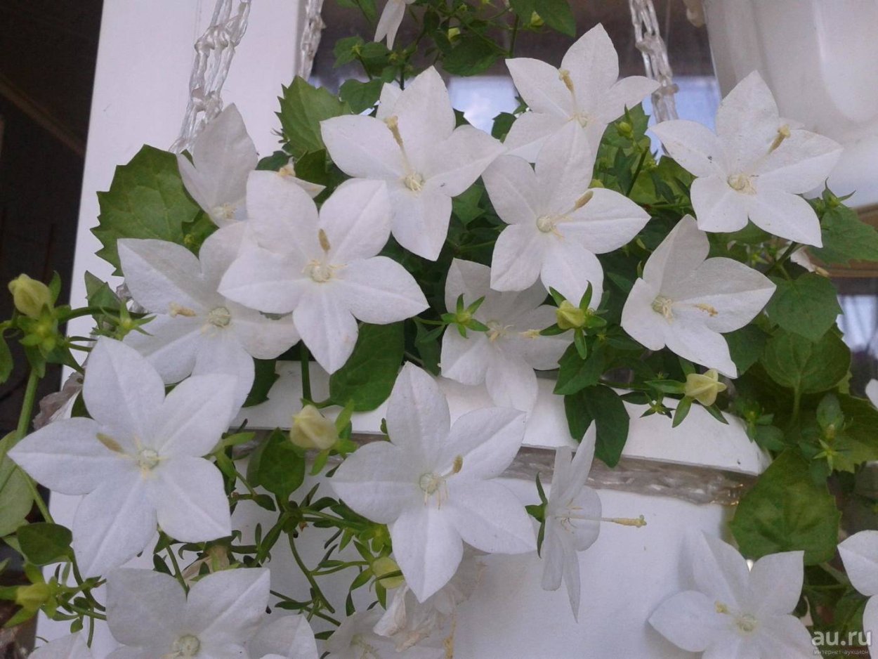 Колокольчик равнолистный (Кампанула)