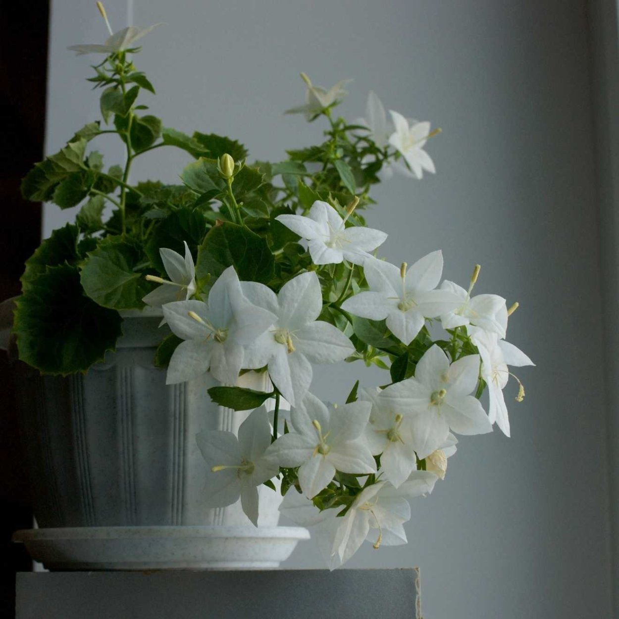 Кампанула Блауранка