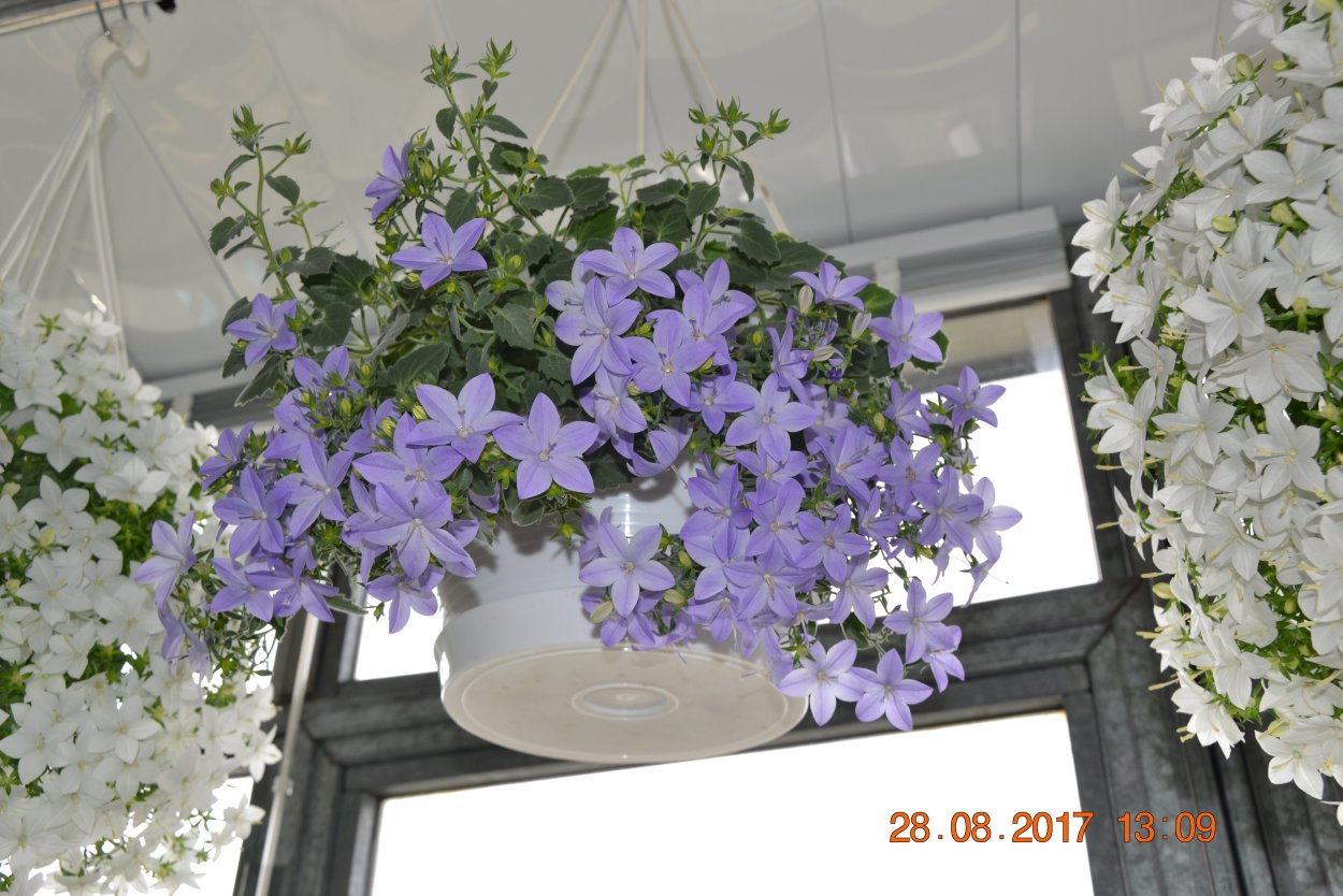 Кампанула Блауранка