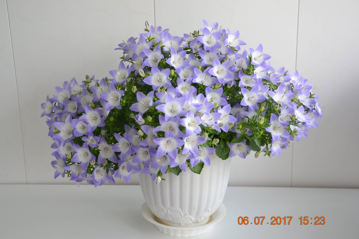 Кампанула ампельная