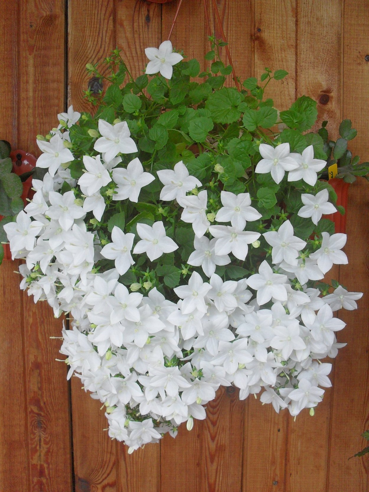 Кампанула невеста Альба