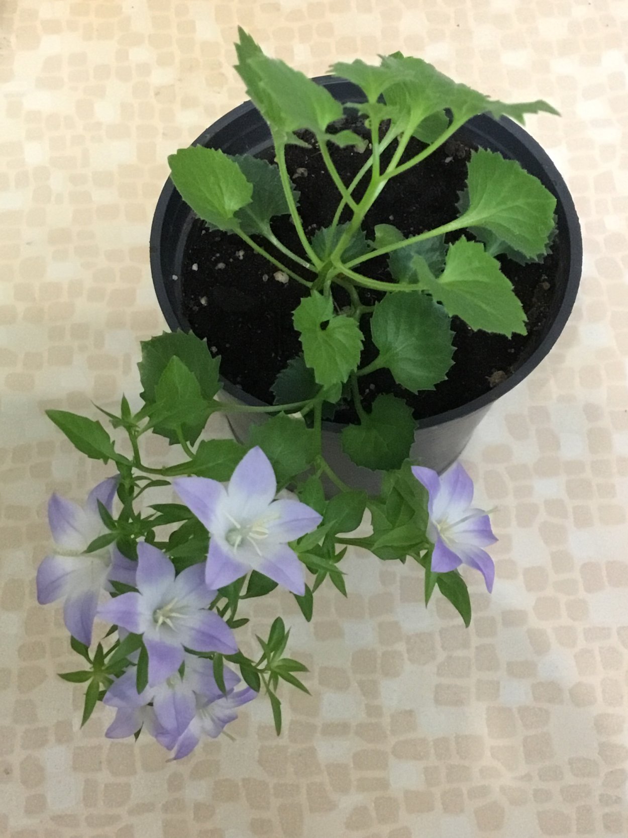 Кампанула ампельная семена