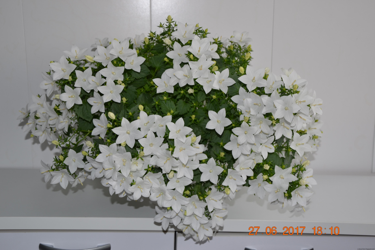 Цветок Кампанула Альба