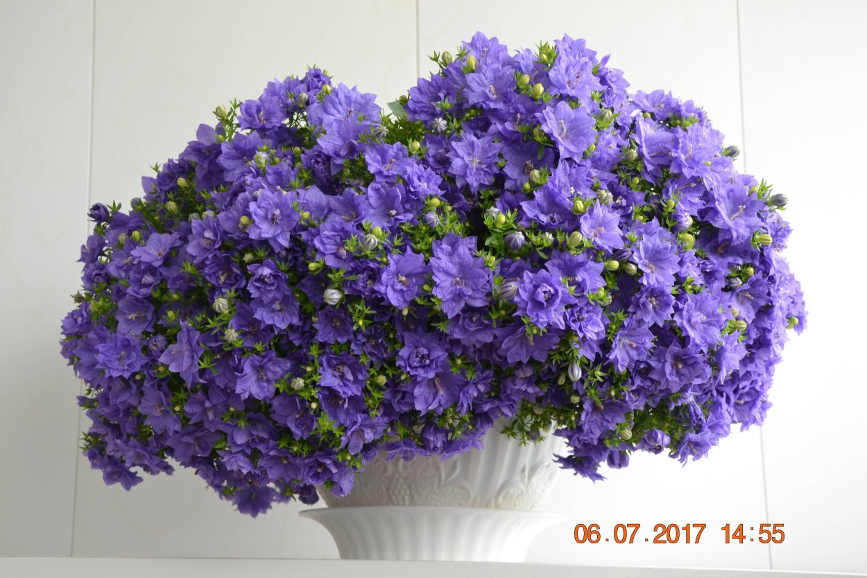 Кампанула Дублин биколор