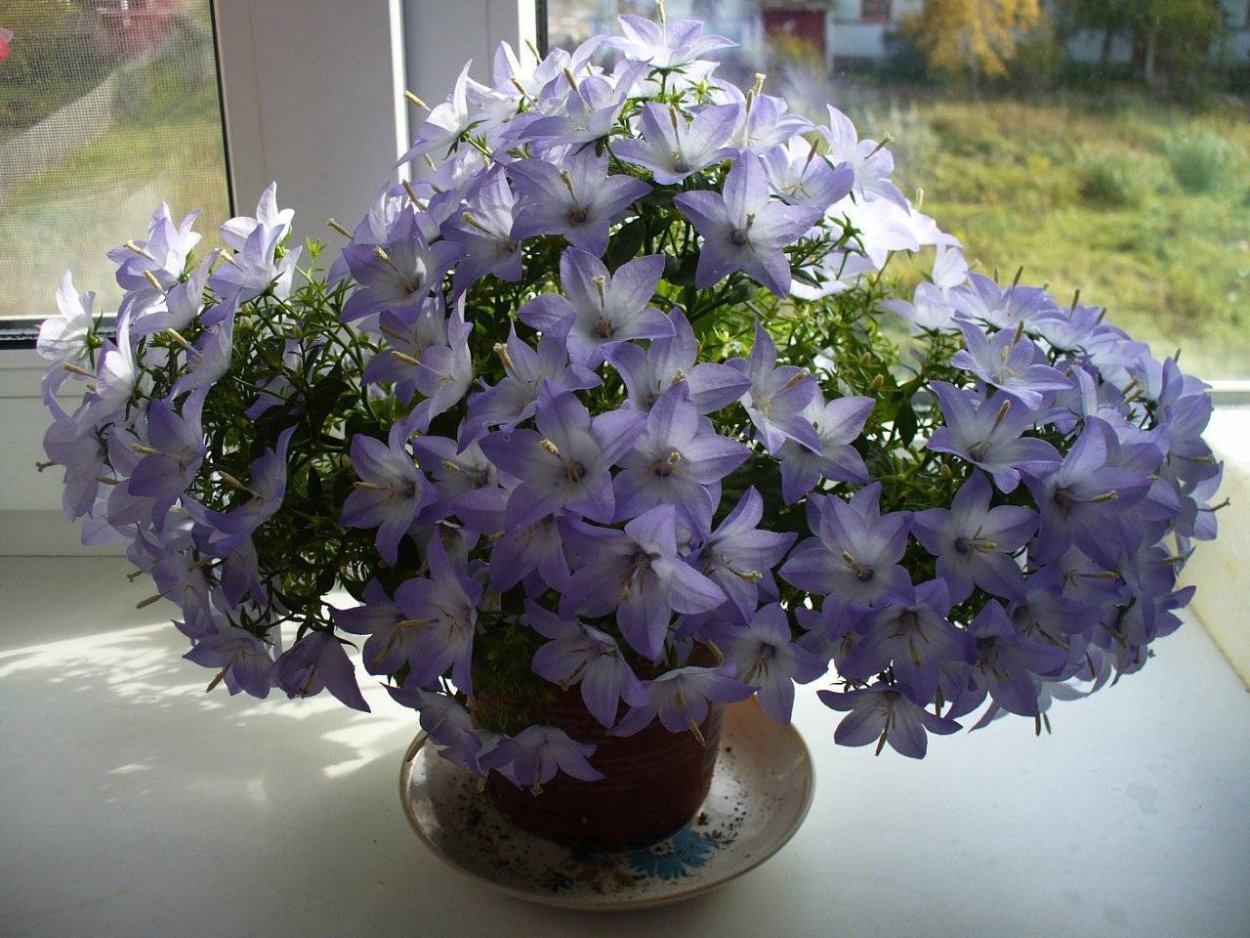 Кампанула Блауранка