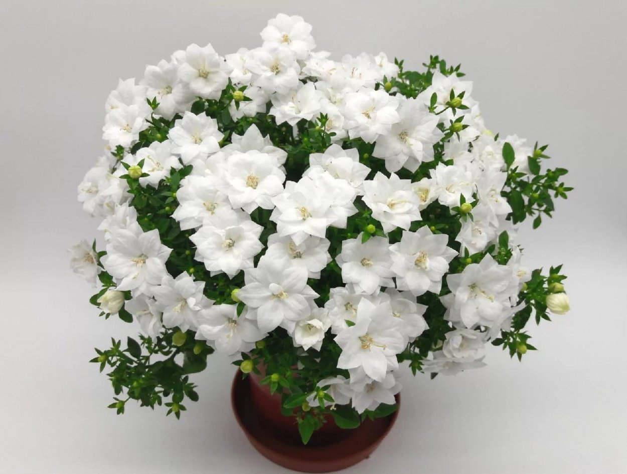 Кампанула Дублин Вайт